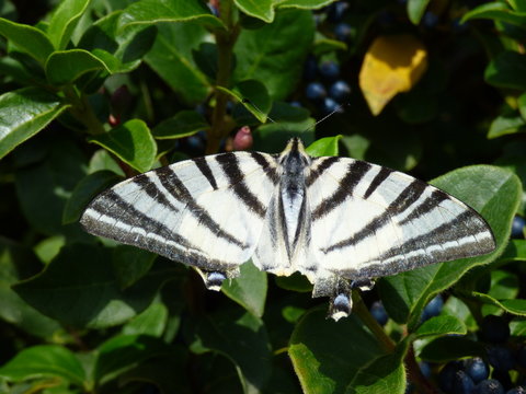 papillon