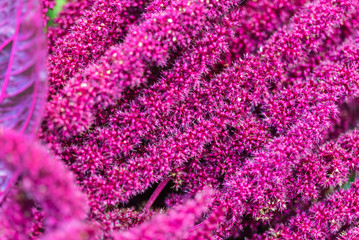 Red amaranth (Amaranthus cruentus)