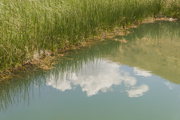 Reflection of water. Reflecting plants and clouds on the edge of a lagoon.