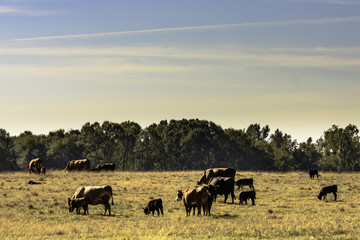 Fototapeta na wymiar Commercial cattle herd in drought pasture