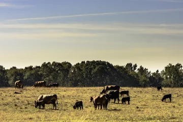 Aluminium Prints Cow Commercial cattle herd in drought pasture