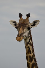 Close up of a head and part of the neck of a Rothschild's giraffe facing the camera against a grey sky. Pholographic in natural light in Kenya Africa. 