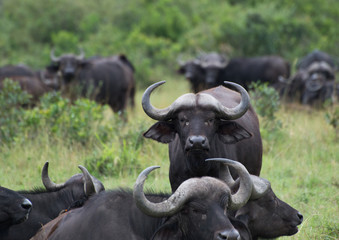 Obraz premium Group of Water Buffaloes in a lush, green meadow, with the Buffalo in the center facing the camera. Photographed in natural light in Kenya Africa. 