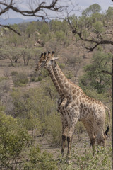 Giraffe ( ungulate mammal ) standing side by side as if identical twins, Kruger National Park, South Africa