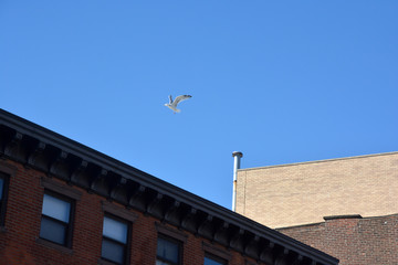 Fototapeta na wymiar Seagull above the Building