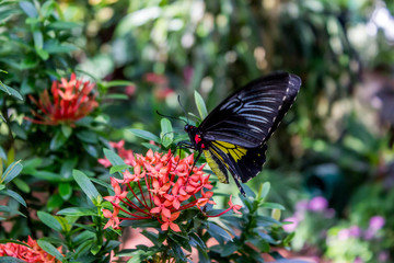 Butterfly on Flower