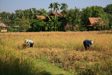 Harvest  rice