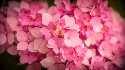 Pink Hydrangea
