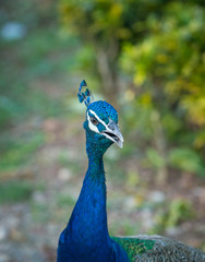 The close up of the head of Peacock in the wildlife park.