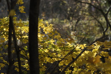 Sunny nature background with autumn yellow tree branches. The golden rays.