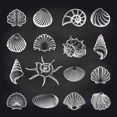Hand drawn sea shells on chalckboard background vector
