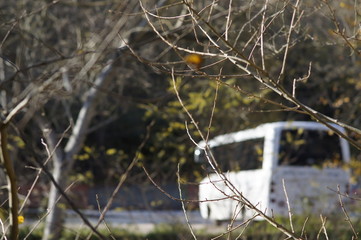 Sunny nature background with autumn yellow tree branches.