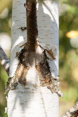 Close-up of a birch tree trunk. 