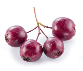 Hawthorn berries isolated on white background.