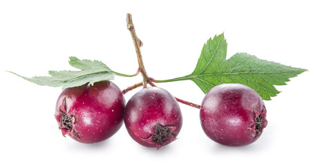 Hawthorn berries isolated on white background.