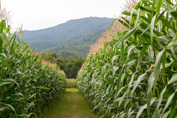 Fototapeta na wymiar corn farm in the countryside near the mountain in thailand