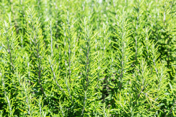 Fototapeta na wymiar Rosemary herb in the garden. Closeup.