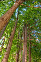 Obraz premium Trees and clear sky in the forest