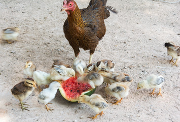 Hen and Chicks Watermelon eating a diet