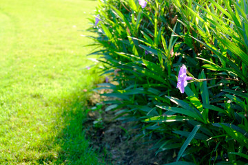 violet flower Ruellia tuberosa green background