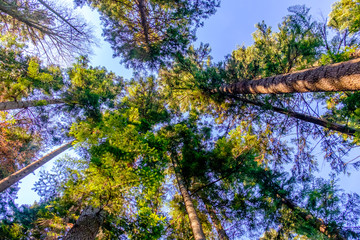 Trees and clear sky in the forest
