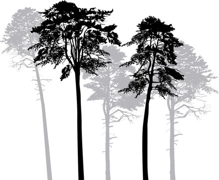 five pine silhouettes isolated on white