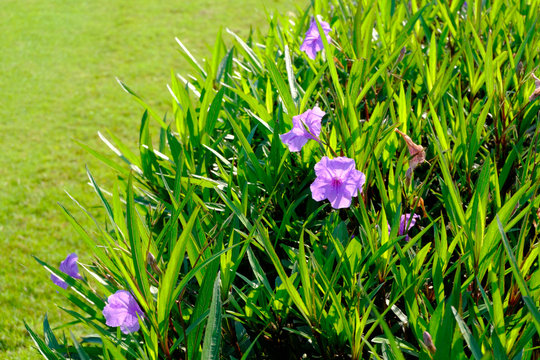 violet flower Ruellia tuberosa green background