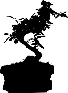 bonsai tree in pot silhouette isolated on white
