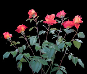 rose bush with seven flowers on black