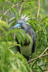 Fototapeta premium Tricolored Heron (Egretta tricolor) Perched on a Branch.