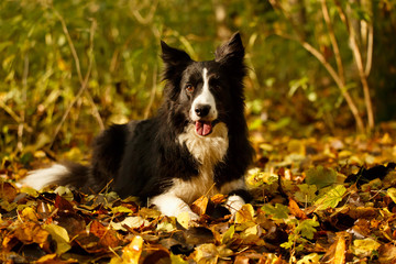 Border Collie