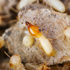 Termites or white ants