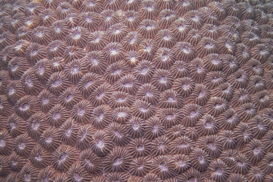 Stony coral, Blumen-Sternkoralle (Diploastrea heliopora)