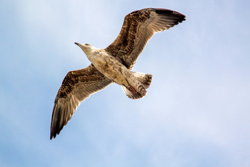 Seagull in flight