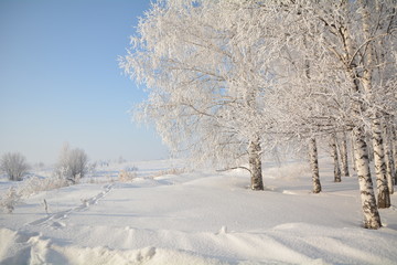 The winter forest