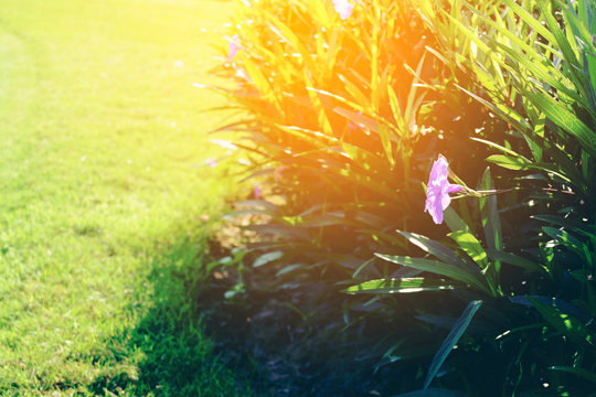 violet flower Ruellia tuberosa green background