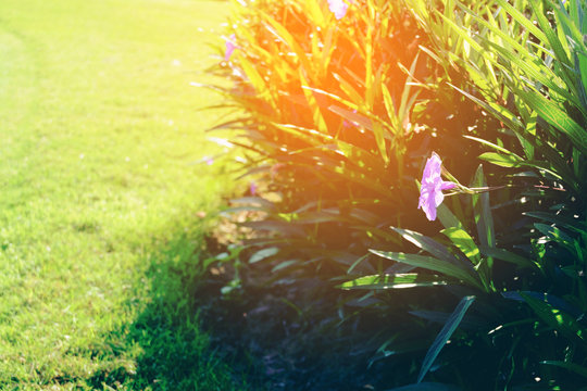 violet flower Ruellia tuberosa green background
