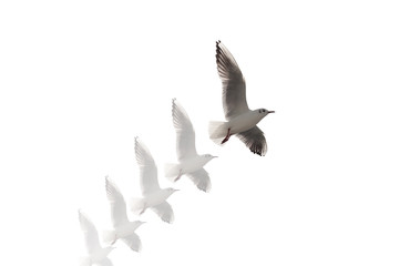 seagull flying