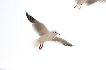 seagull flying
