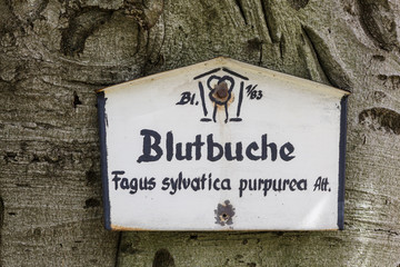 Alte Blutbuche Park Blankenburg