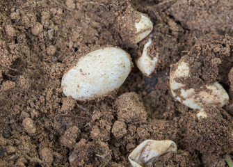lizard eggs