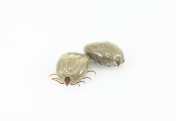 dog tick
