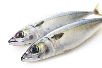 鯖　Mackerel
