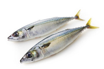 鯖　Mackerel