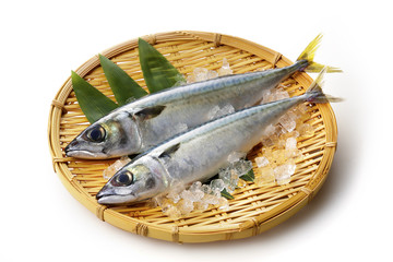 鯖　Mackerel