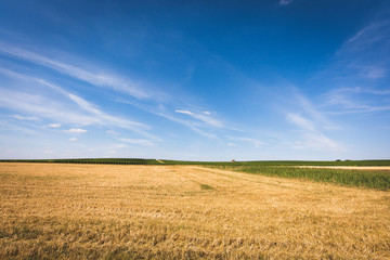 Fototapeta premium Wheatfield