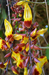 Orchidea