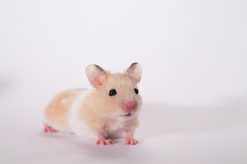 Cute adorable gold syrian hamster in studio, white background