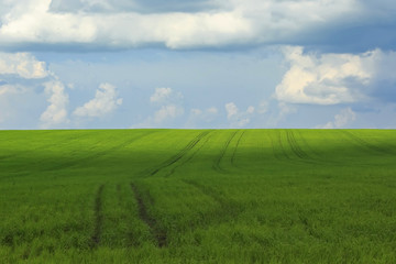 the natural backdrop of blue sky and green fields covered with grass