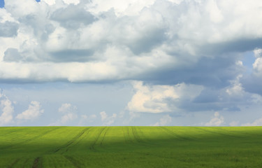 the natural backdrop of blue sky and green fields covered with grass